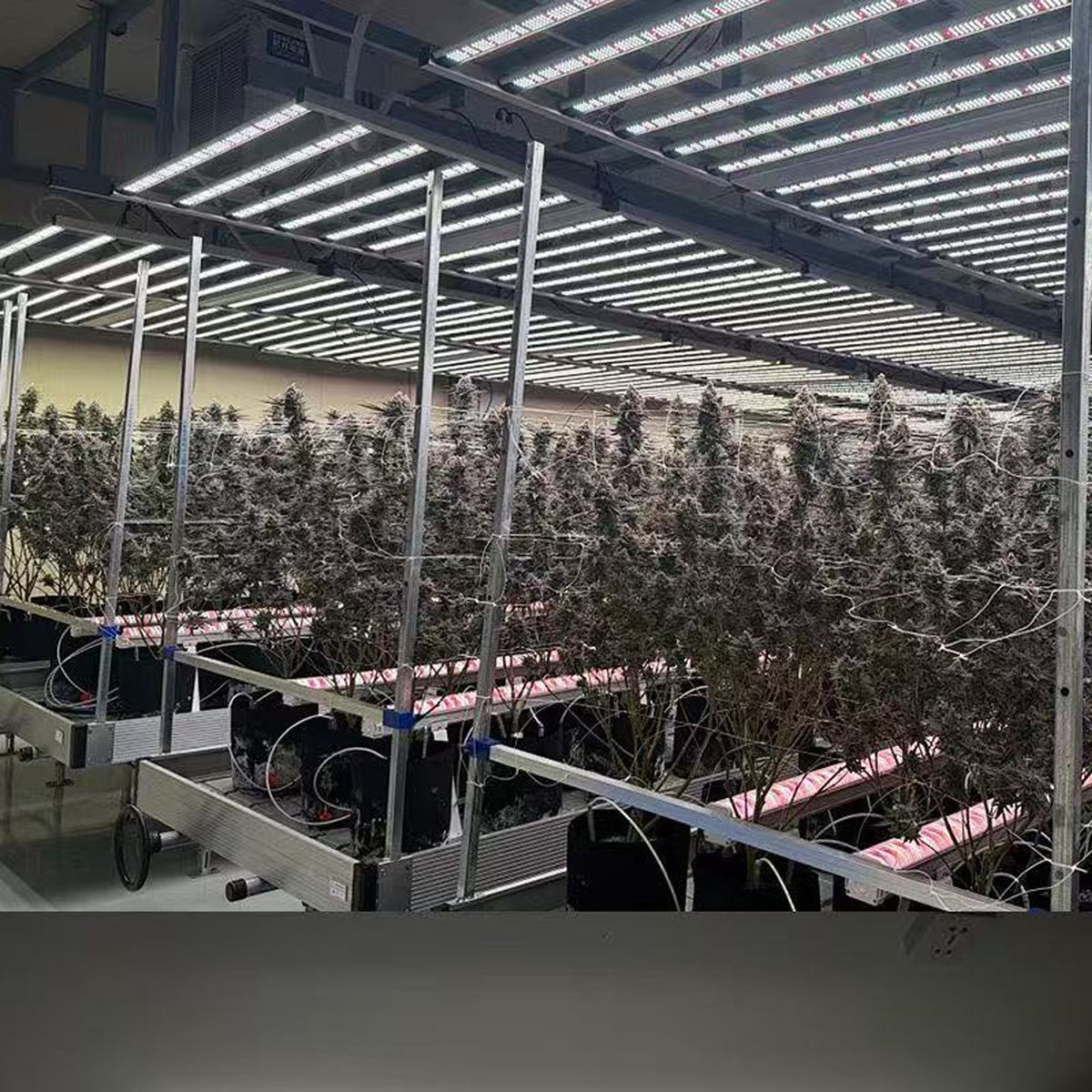 Large-scale commercial LED grow lights
